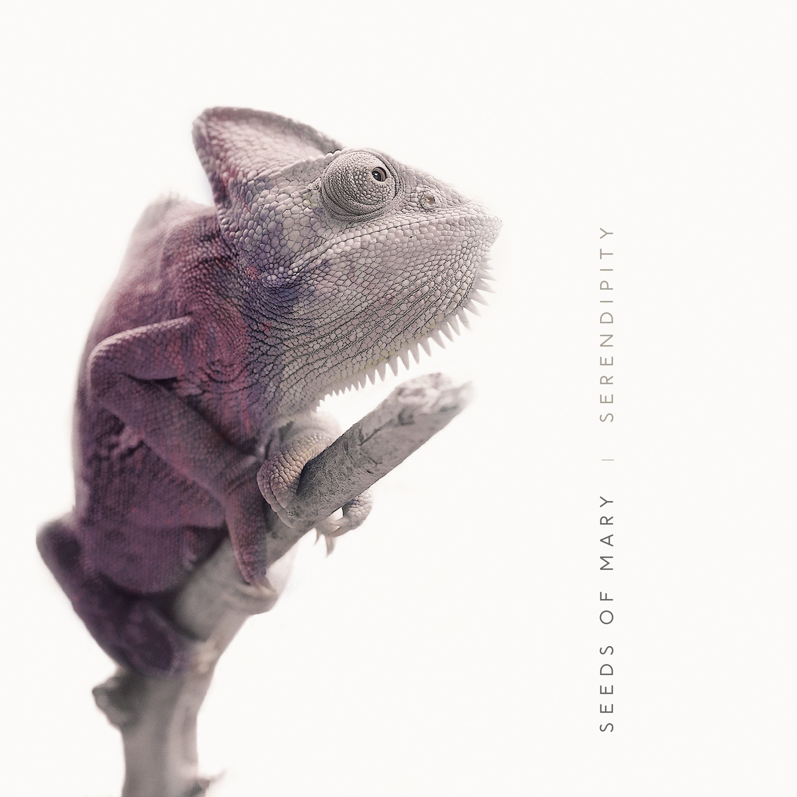 SEEDS OF MARY – SERENDIPITY